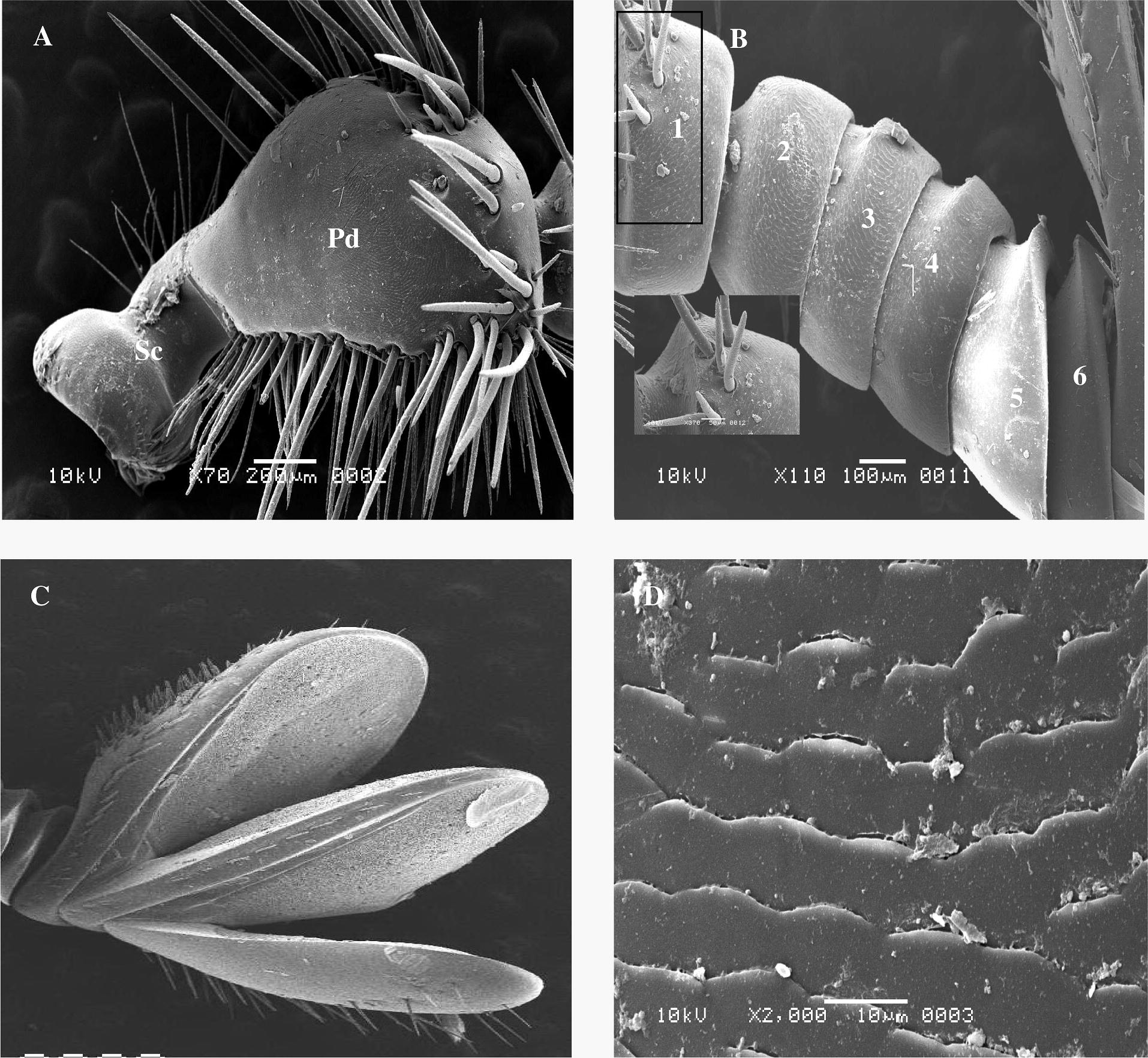 Scanning electron micrograph (SEM) shows: (A) Scape (Sc) and Pedicle (Pd). (B) Funicle show 1st flagellomeres with hairs but another segments without hairs. (C) Club (segmental opening). (D) Cuticle of antenna.