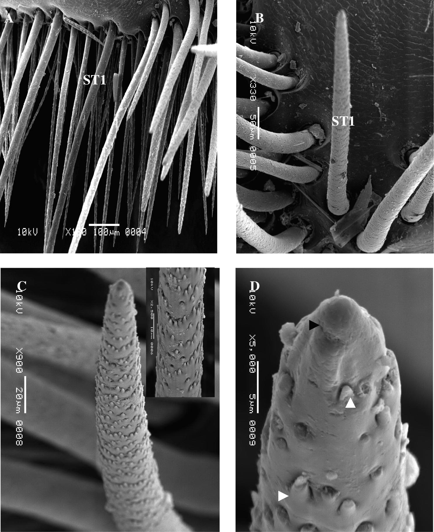 Scanning electron micrograph (SEM) shows of O. elegans ST1: (A) ST1 (100×). (B) ST1 (330×). (C) ST1 (900×). (D) ST1 (500×).