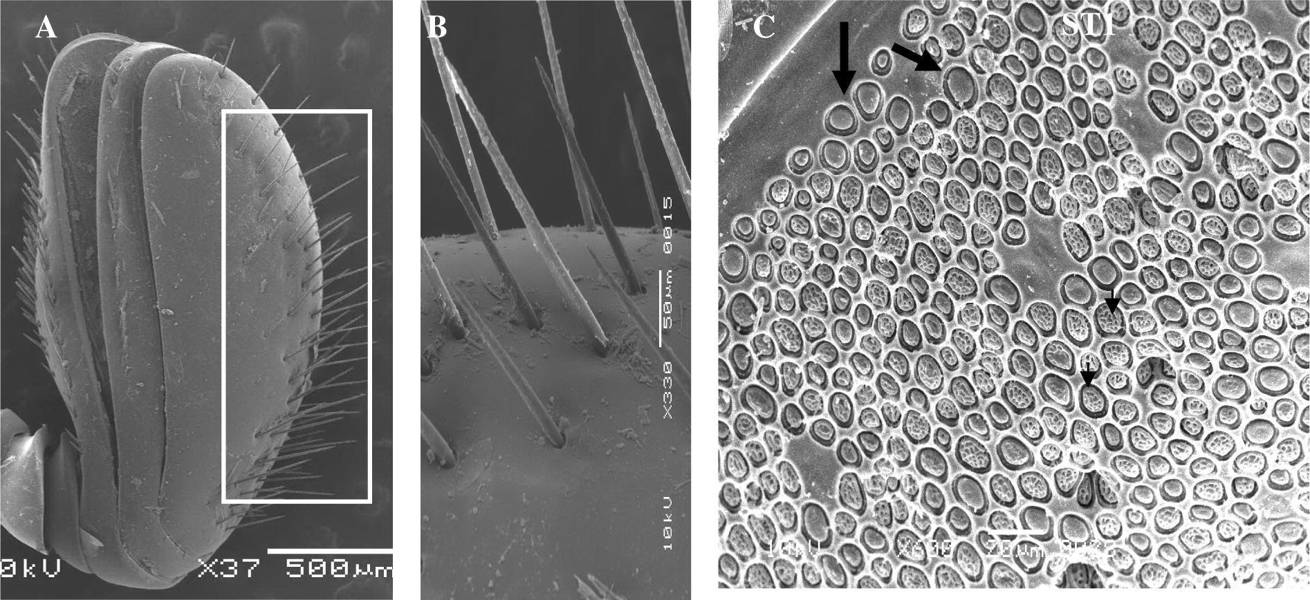 Scanning electron micrograph of antenna: (A) Club. (B) Edge of club show ST1. (C) General view of surface of club show numerous placoid sensillae (small arrow pores and big arrow unpores).