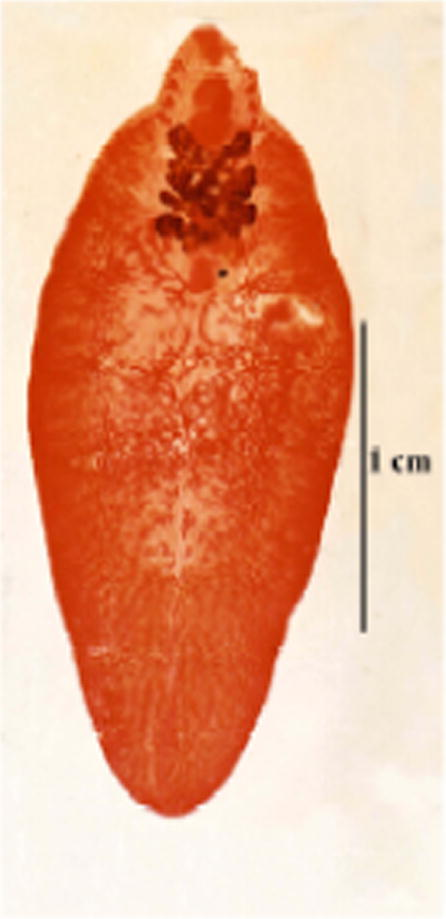 Photomicrograph of F. hepatica from local animal (male cow).