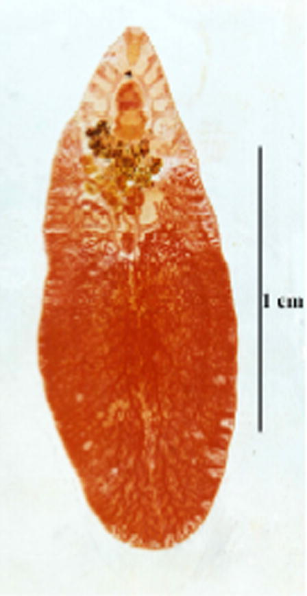 Photomicrograph of the mature worm of new strain of F. hepatica.