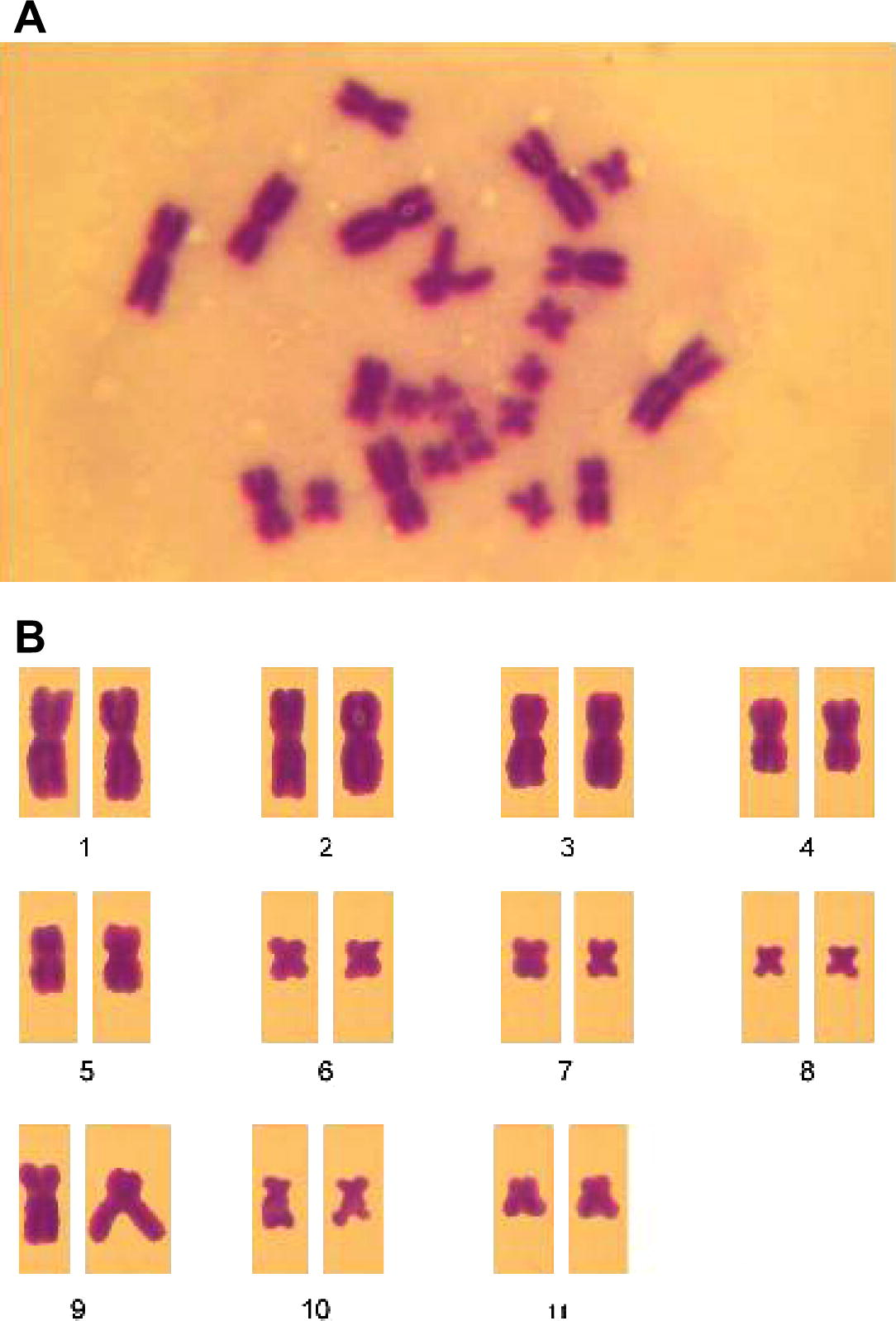 (A) Photomicrograph of metaphase spreading from female B. dhufarensis. (B) Karyotype of female B. dhufarensis.