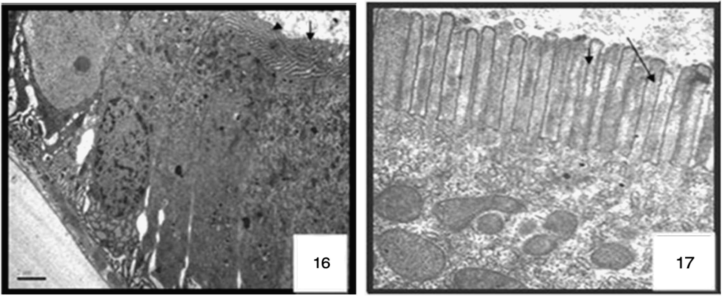 Longitudinal section of a columnar cell of the midgut in control larvae of Cx. quinquefasciatus. Transmission electron micrograph, microvilli ARROW. 4000×.