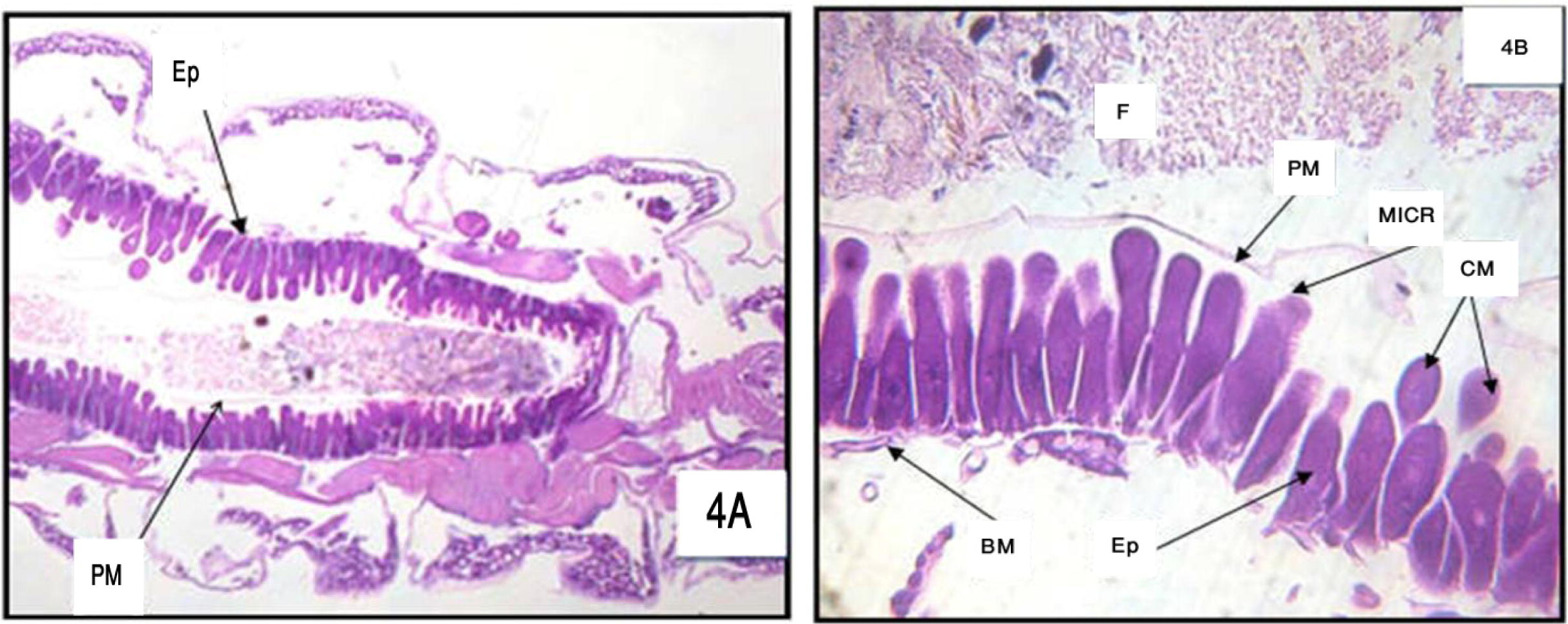 (A) and (B) Longitudinal section in the posterior region of midgut of 3rd larval instar of Cx. quinquefasciatus treated with LC50 of M. azedarach after 6 h (A = 100× and B = 400×) Epithelial cells (Ep), peritrophic membrane (PM), food bolus (FB), basement membrane (BM), microvilli (MICR) and cytoplasm masses (CM).