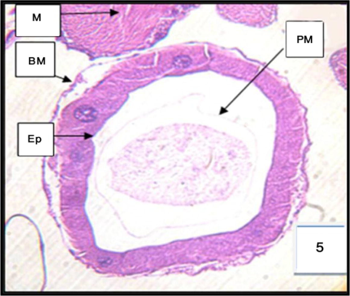 Cross section through the anterior midgut of 3rd instar larvae of Cx. quinquefasciatus treated with LC50 of M. azedarach extract, showing the effect after 12 h of exposure. 400×. 1-Epithelial cells of anterior region (EP.), muscles (M), basement membrane (BM), and peritrophic membrane (PM).