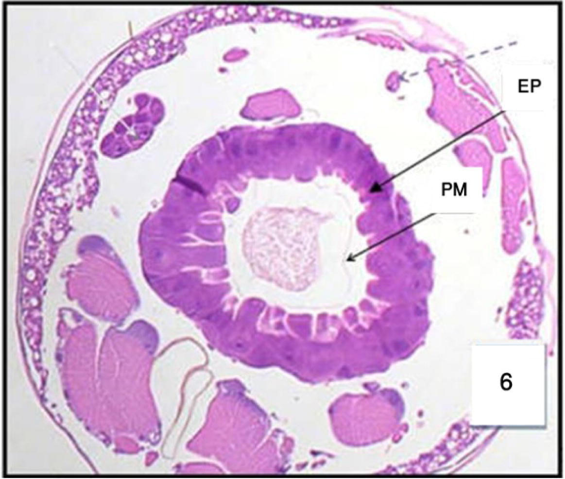 Cross section in the posterior region of midgut in 3rd Cx. quinquefasciatus larval instar treated with LC50 of M. azedarach extract, showing the effect after 12 h of exposure. Epithelial cells (EP) and peritrophic membrane (PM). 400×.