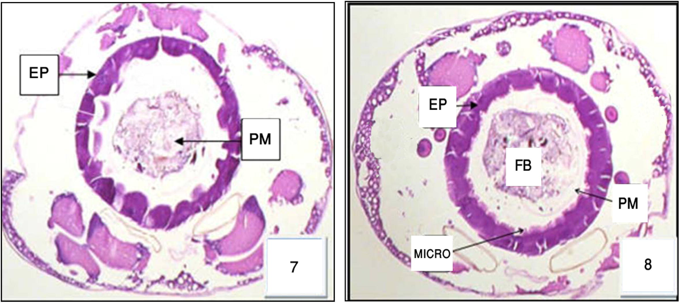 Cross section in the anterior and posterior region of midgut in 3rd Cx. quinquefasciatus larval instar treated with LC50 of M. azedarach extract, showing the effect after 24 h of exposure. Epithelial cells (EP) and food bolous (FB) and basement membrane (PM). 400×.