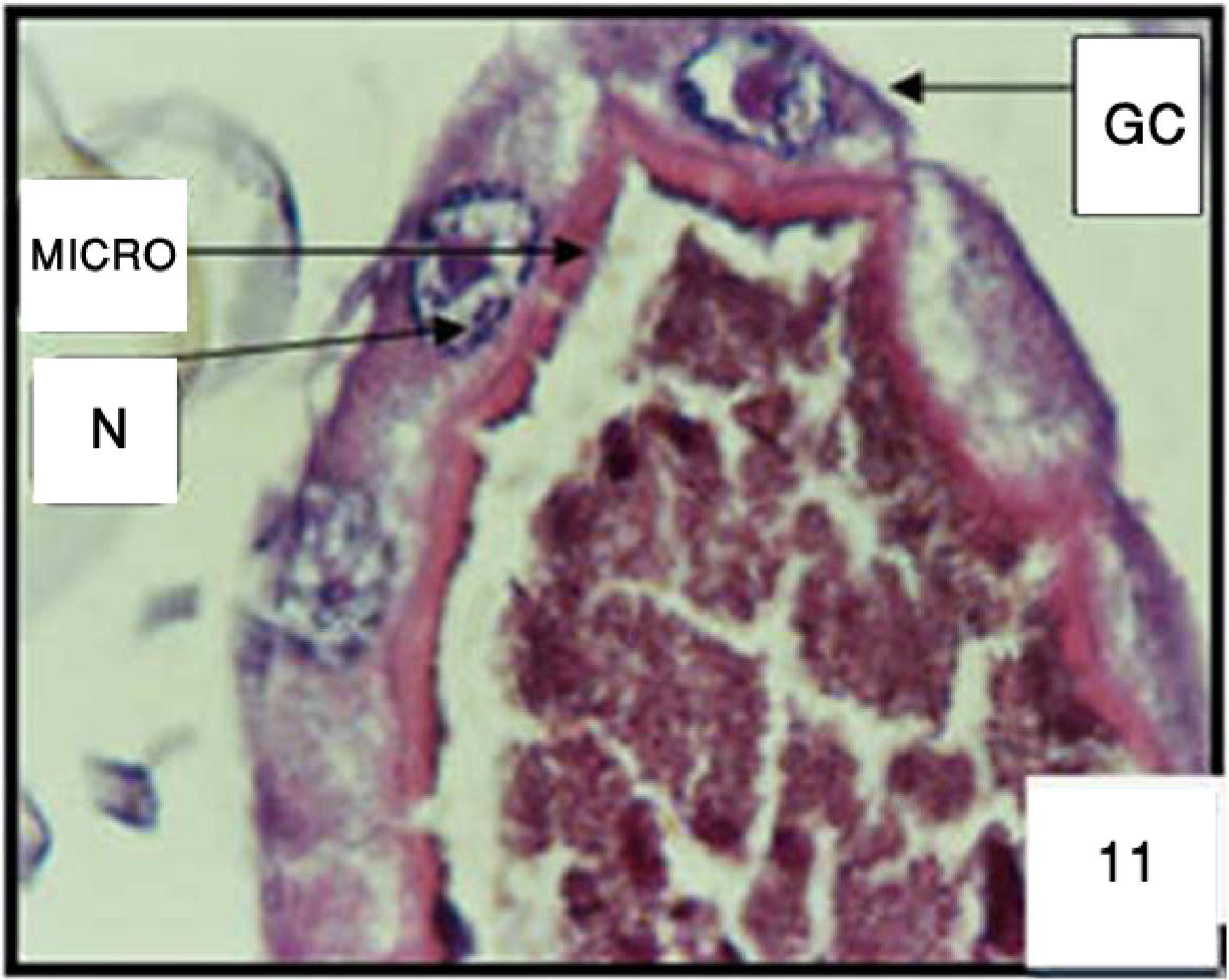 Cross section in gastric caeca (GC) of 3rd larval instar of Cx. quinquefasciatus untreated. Microvilli (MICRO) and nucleus (N). 400×.