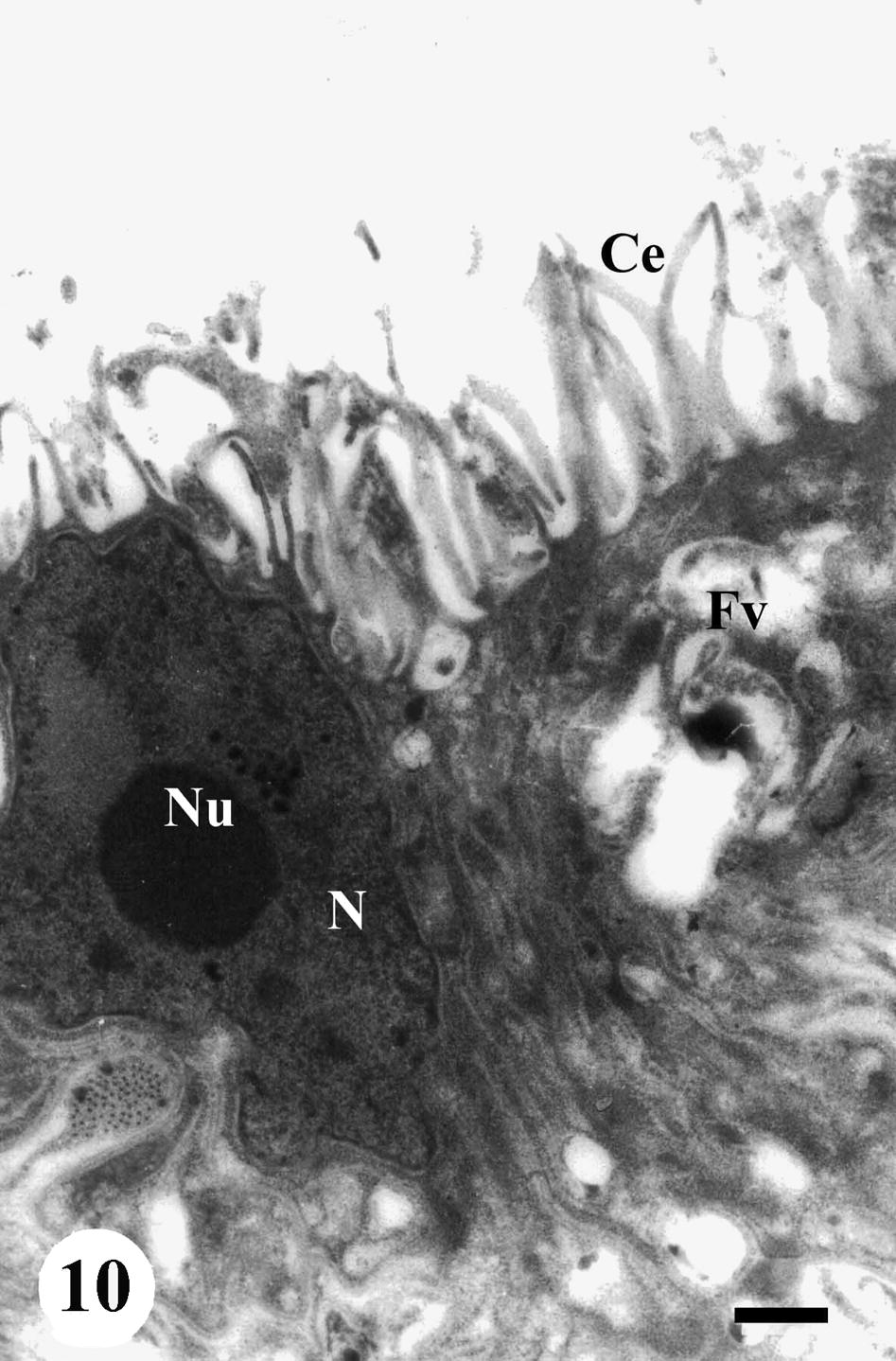 TEM of gastrodermis of adult male Schistosoma mansoni recovered from infected, non-treated mice showing syncytial gastrodermal cells with nucleus (N), nucleolus (Nu), numerous cytoplasmic extensions (Ce) and vacuolated cytoplasm (Fv). Bar = 2 μm.