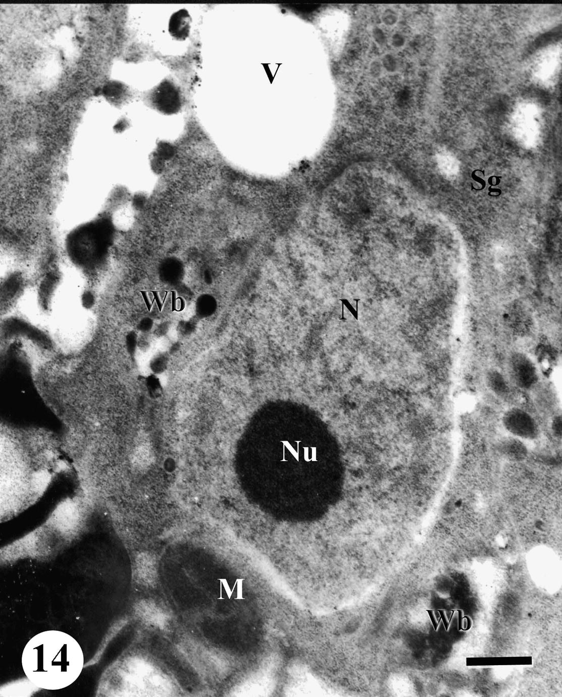 TEM of testis of adult male Schistosoma mansoni recovered from mice treated with Sidr honey and black-seed oil showing disorganized testicular tissue. Note swollen spermatogonia (Sg) develop pronounced vacuolation (V), whorled bodies (Wb) swollen mitochondria (M), nucleus (N) and nucleolus (Nu). Bar = 500 nm.