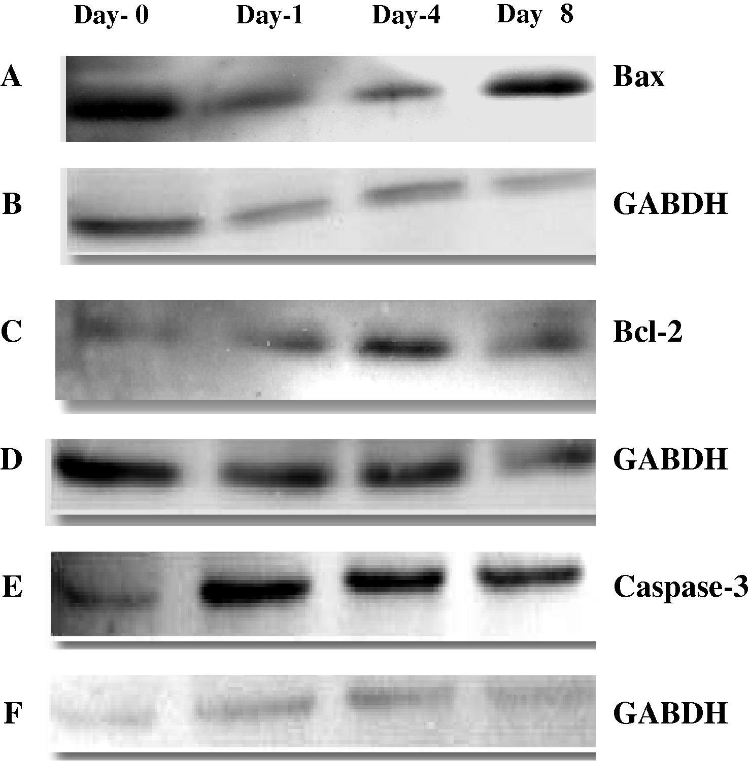 Western blot analysis of (A); Bax (C); Bcl-2; (E); Caspase-3 and (B, D and F); GABDH obtained from cytosol of control (day-0) and infected mice at days (1, 4 and 8). Equal amount of protein (30 μg/lane) was electrophoresed by SDS–PAGE. Protein was transferred onto nitrocellulose membrane and probed with primary antibodies as described in the text. The immunoplot is a representative of three independent experiments with similar results.