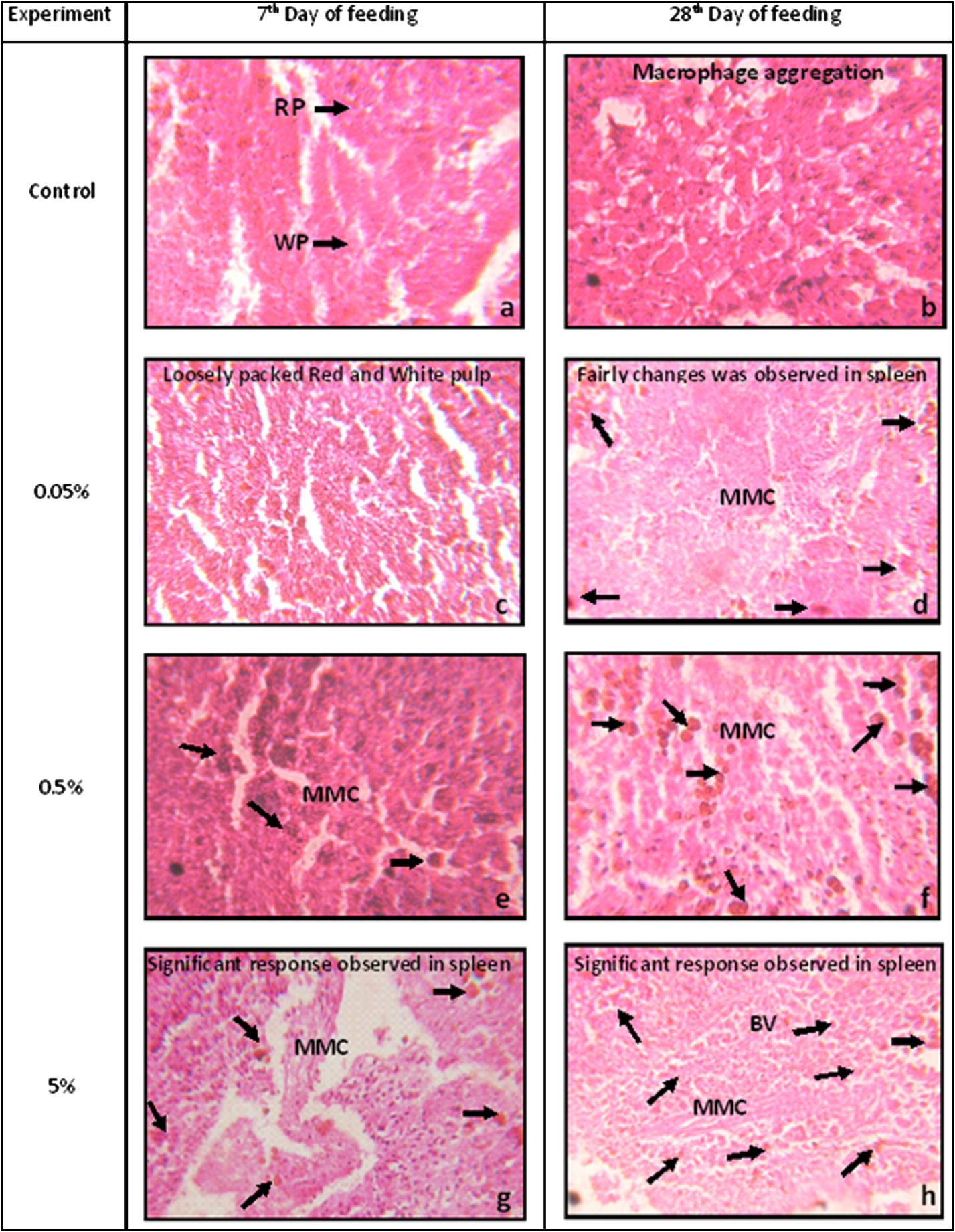 Light micrographs of spleen of Catla catla. Aeromonas hydrophila infected spleen shows loosely packed red and white pulp and collapsed MMC, which shows heavy infection. Arrows: melanomacrophage centres i.e., cluster of macrophage cells. RP: red pulp; WP: white pulp; MMC: melanomacrophage centre; BV: blood vessels.