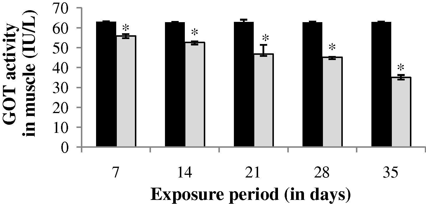 GOT activity in muscle of control and carbamazepine treated fish (5.97 ppm; 35 days). Bar represents SE of the mean. Comparisons of means (control and treated fish) were done by Student’s t-test. ∗ Significant at 5% level (p < 0.05).