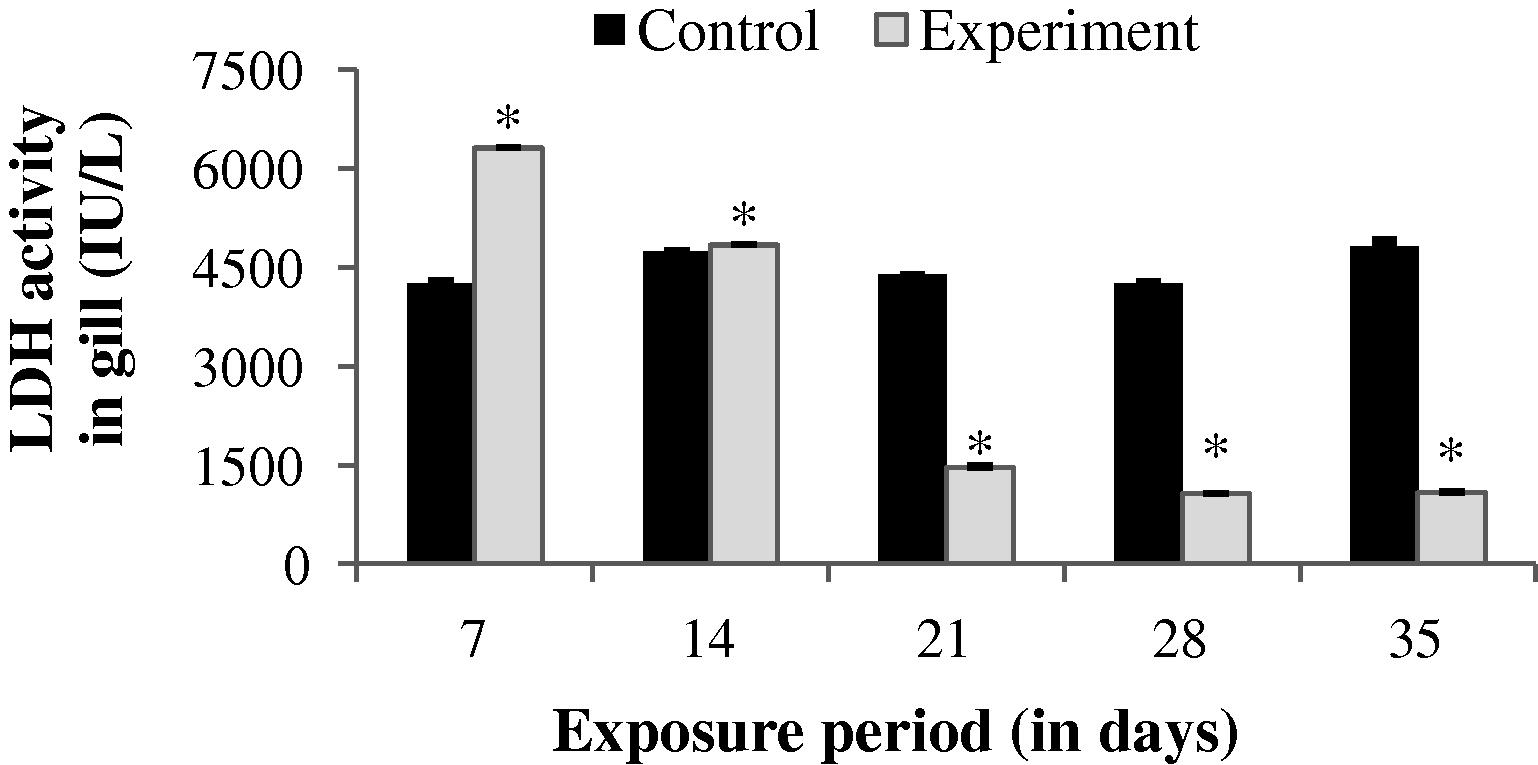 LDH activity in gill of control and carbamazepine treated fish (5.97 ppm; 35 days). Bar represents SE of the mean. Comparisons of means (control and treated fish) were done by Student’s t-test. ∗ Significant at 5% level (p < 0.05).