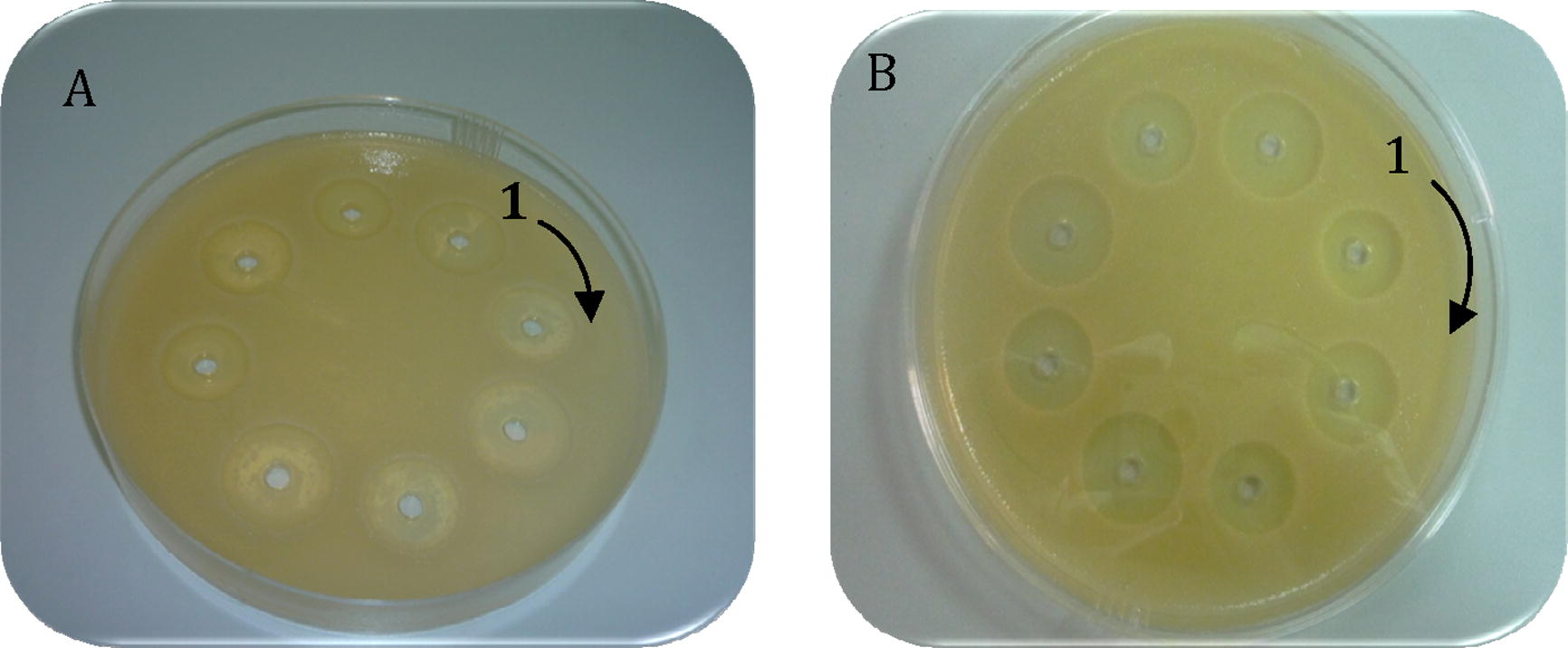 Antibacterial activity of Apis florae and Apis carnica purified peptide fractions against (A) E. coli and (B) K. pneumoniae. Comparable inhibition zones observed by Apis florae and Apis carnica bee peptides whether intact (1–4) or induced (5–8 wells) against both gram negative bacteria.