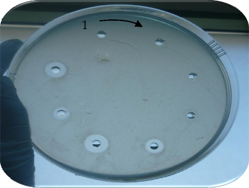 Antibacterial activity of Apis florae and Apis carnica bee purified peptide fractions against S. aureus. No activity detected in fractions (1–4) from intact Apis florae and Apis carnica bees. Labels (5, 6 and 7, 8) show inhibition zones of purified fractions from both induced bee types.