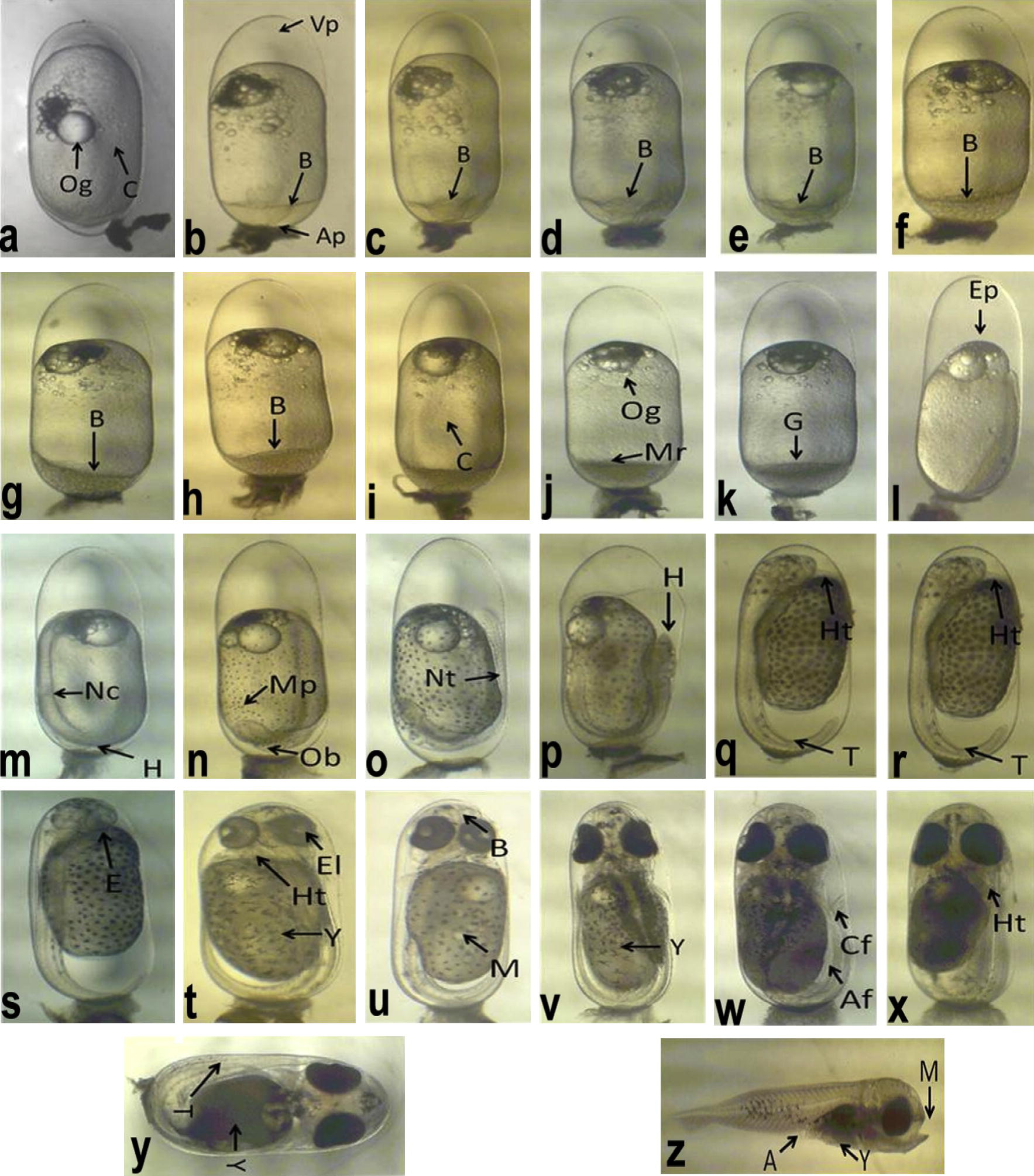 (a–z) Embryonic development and newly hatched larva of A. akallopisos [A: anus, Af: anal fin, Ap: animal pole, B: blastomeres, C: cytoplasm, Cf: caudal fin, E: eye, El: eye lens, Ep: epiboly, G: gastrula, H: head, Ht: heart, M: mouth, Mp: melanin pigments, Mr: morula, Nc: notochord, Nt: neural tube, Ob: optic buds, Og: oil globule, T: tail, Vp: vegital pole and Y: yolk].