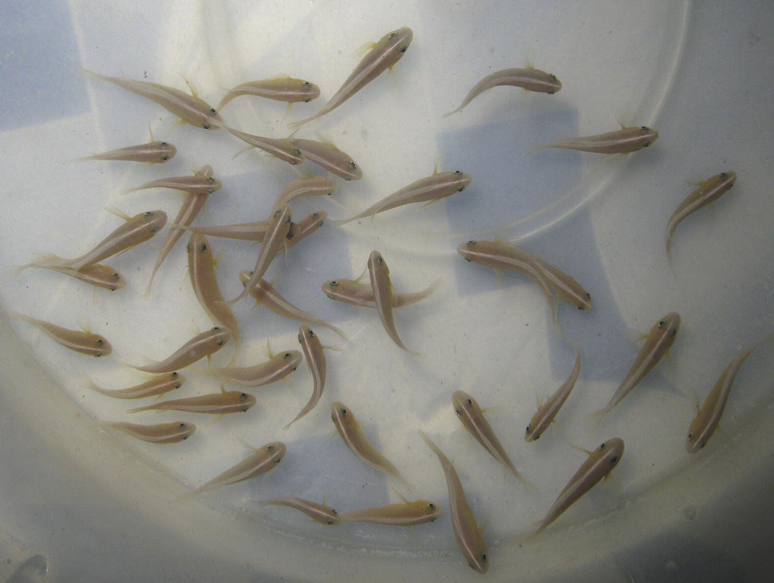 Three month old juveniles of A. akallopisos.