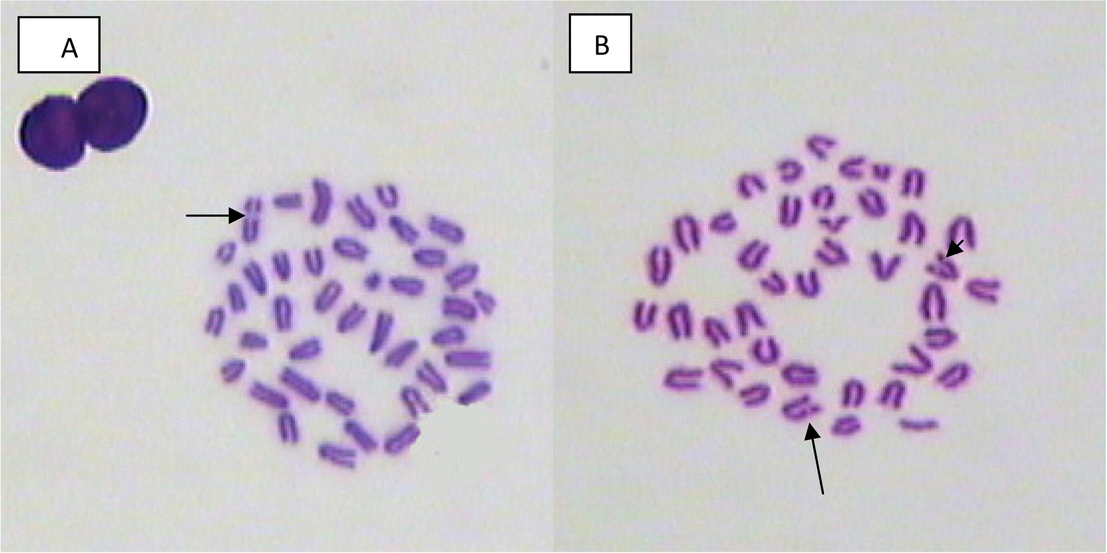 Bone marrow metaphase spread showing chromosome break from male mouse treated with (A) 20, (B) 40 mg/kg of mefloquine and assessed 2 weeks and 24 h post treatment.