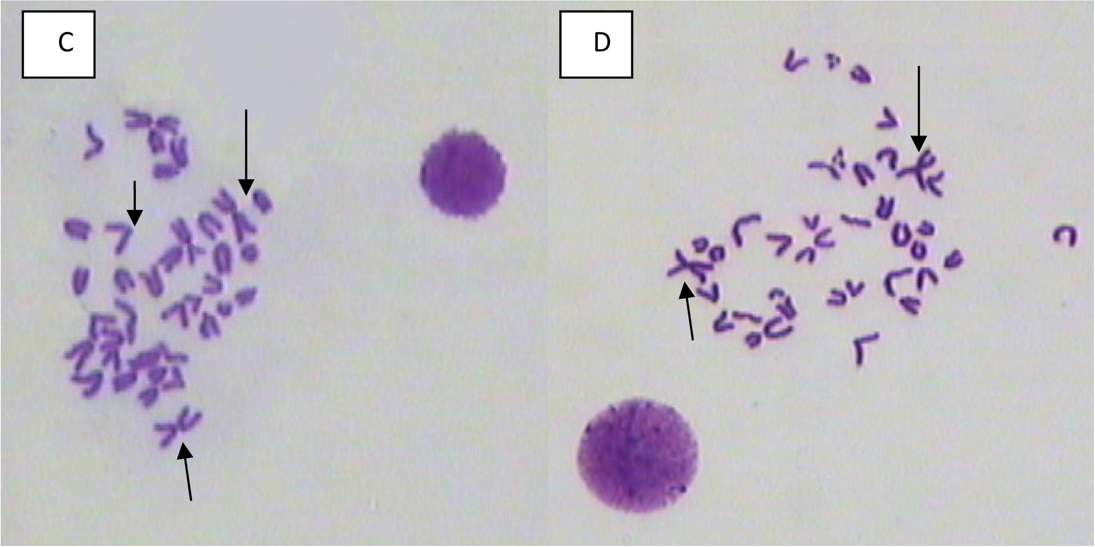 Bone marrow metaphase spreads showing centromeric fusions, and centromeric breaks from male mouse treated with (C and D) 40 mg/kg of mefloquine assessed 24 and 48 h, respectively, post treatment.