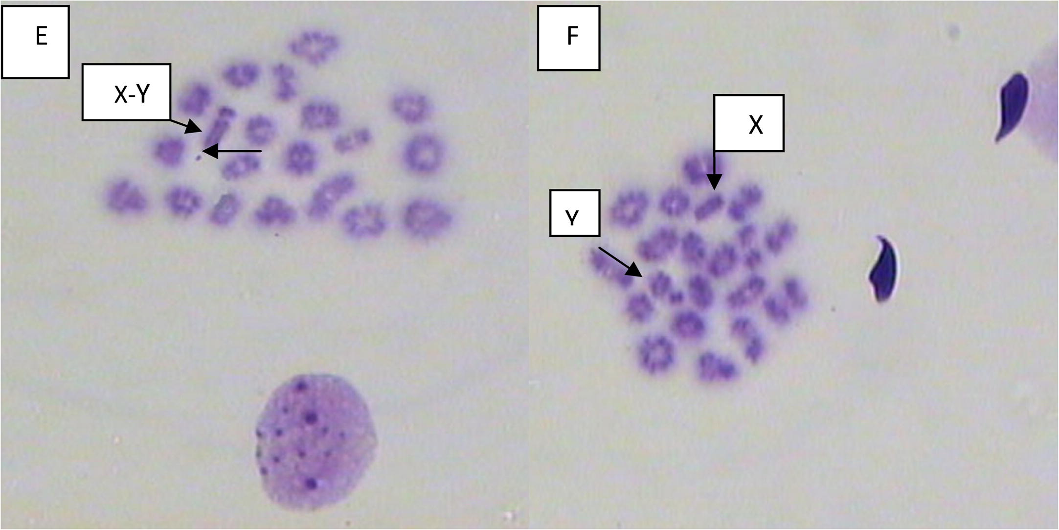 Spermatocyte diakinesis metaphase-1 spread, showing X–Y univalents and minute, from male mouse treated with (E) 20 and (F) 40 mg/kg of mefloquine and assessed 2 weeks and 4 weeks post treatment, respectively.