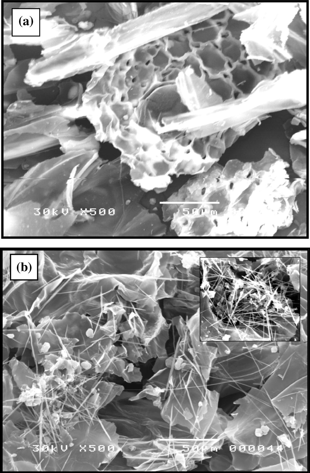 Scanning electron microscope images of E. crassipes biomass (a: before biosorption and b: after biosorption of 3.7 mg L−1 Cu2+ by 300 mg dry biomass).