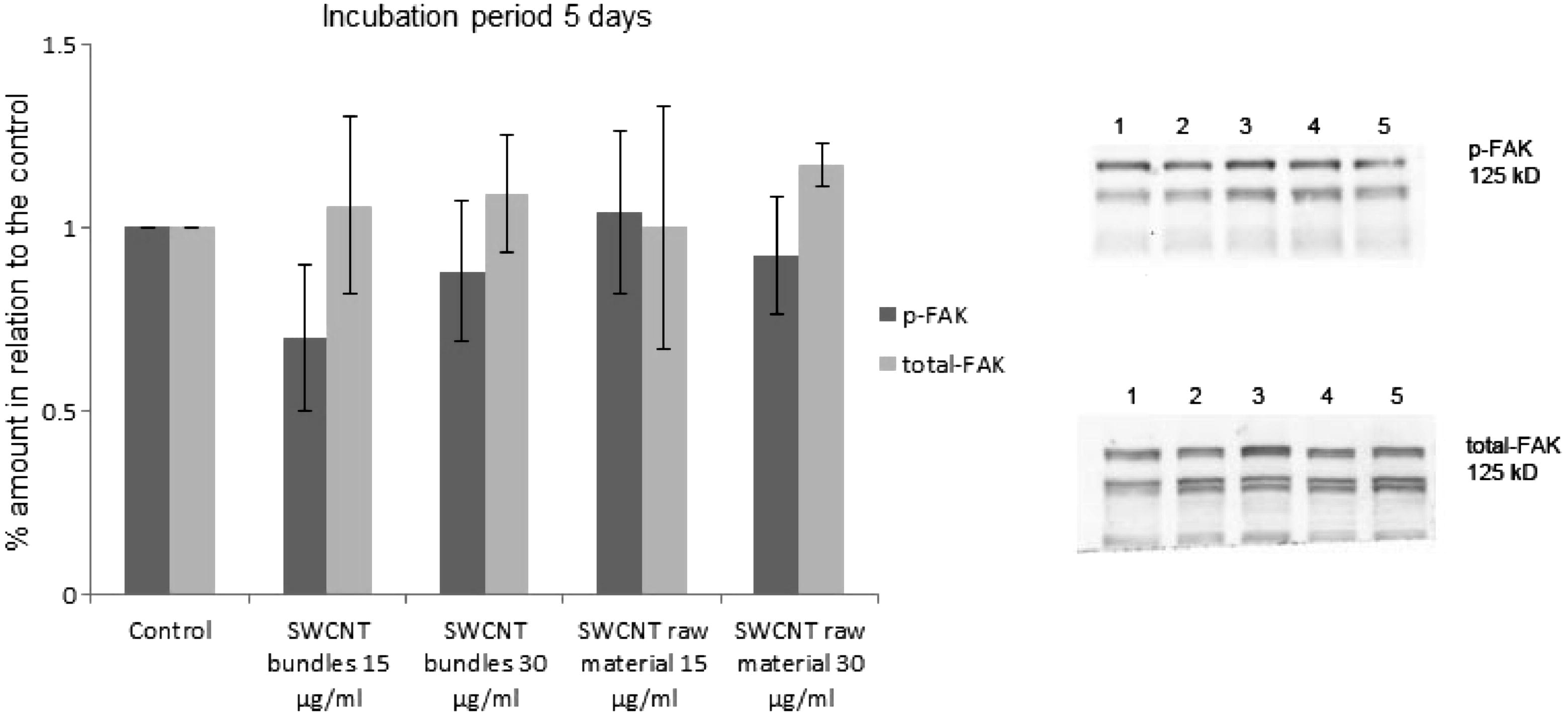 (a) Amount of activated FAK (p-FAK, Tyr 397) as well as total-FAK after exposure of epithelial cell cultures to SWCNT bundles and raw material (15 μg/ml and 30 μg/ml) for 5 days. The amount of activated FAK (p-FAK, Tyr 397) as well as total-FAK has been estimated by Western blotting. 1 = p-FAK, total-FAK from control cultures, 2 = p-FAK, total-FAK from cell cultures, which were exposed to SWCNT bundles (15 μg/ml), 3 = p-FAK, total-FAK from cell cultures, which were exposed to SWCNT bundles (30 μg/ml), 4 = p-FAK, total-FAK from cell cultures, which were exposed to SWCNT raw material (15 μg/ml), 5 = p-FAK, total-FAK from cell cultures, which were exposed to SWCNT raw material (30 μg/ml).