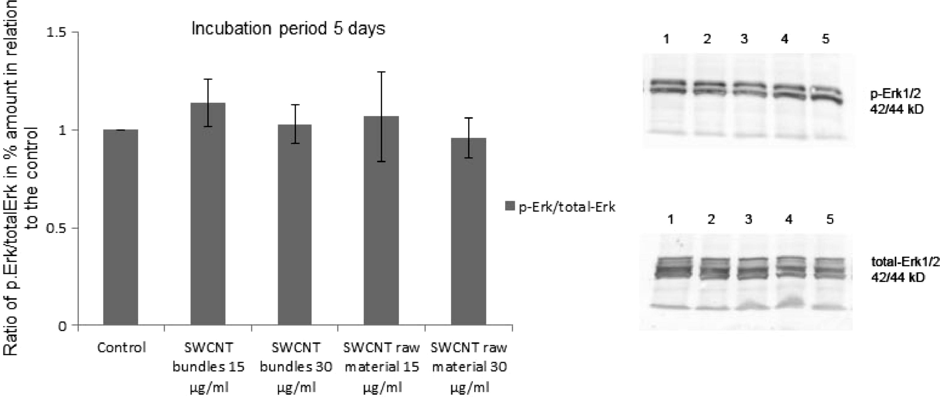 Amount of activated Erk1/2 (p-Erk1/2) as well as total-Erk1/2 after exposure of epithelial cell cultures to SWCNT bundles and raw material (15 μg/ml and 30 μg/ml) for 5 days. The amount of activated p-Erk1/2 as well as total-Erk1/2 has been estimated by Western blotting. 1 = p-Erk1/2, total-Erk1/2 from control cultures, 2 = p-Erk1/2, total-Erk1/2 from cell cultures, which were exposed to SWCNT bundles (15 μg/ml), 3 = p-Erk1/2, total-Erk1/2 from cell cultures, which were exposed to SWCNT bundles (30 μg/ml), 4 = p-Erk1/2, total-Erk1/2 from cell cultures, which were exposed to SWCNT raw material (15 μg/ml), 5 = p-Erk1/2, total-Erk1/2 from cell cultures, which were exposed to SWCNT raw material (30 μg/ml).