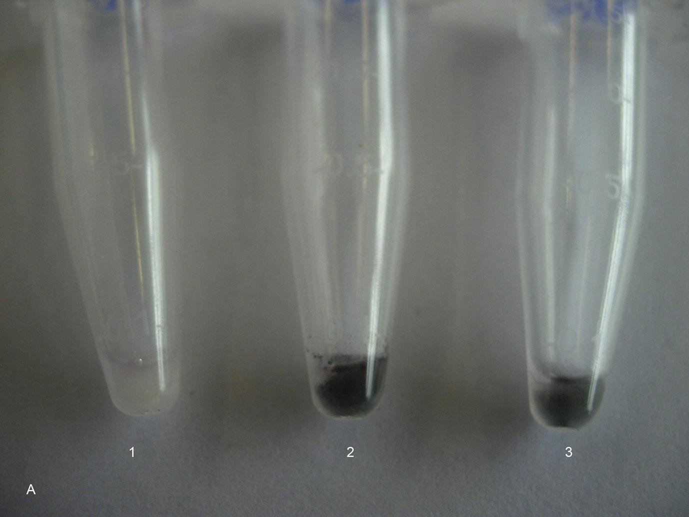 Cells after a series of proteolytic treatments after exposure to SWCNT (bundles and raw material, 30 μg/ml) for 5 days. 1 = Control culture, 2 = Cell culture exposed to SWCNT bundles (30 μg/ml), 3 = Cell culture exposed to SWCNT raw material (30 μg/ml).