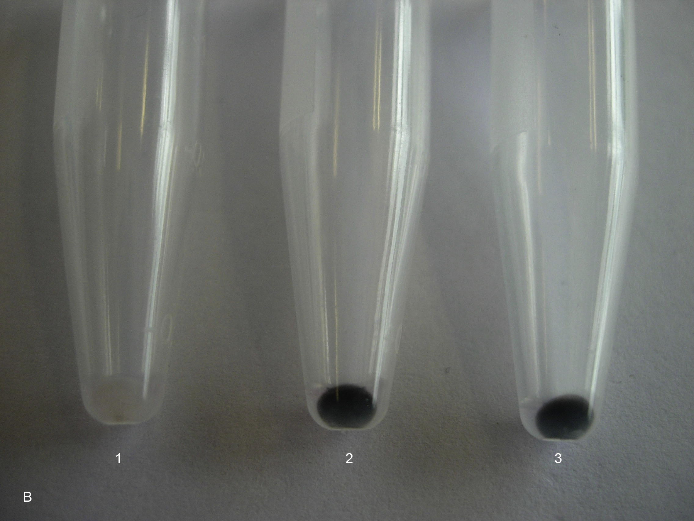 Digested extra-cellular matrix (ECM) with detached SWCNT from the cells after a series of proteolytic treatments. 1 = ECM from a control culture, which has not been exposed to SWCNT, 2 = ECM from a cell culture, which has been exposed to SWCNT bundles (30 μg/ml) for 5 days, 3 = ECM from a cell culture, which has been exposed to SWCNT raw material (30 μg/ml) for 5 days.