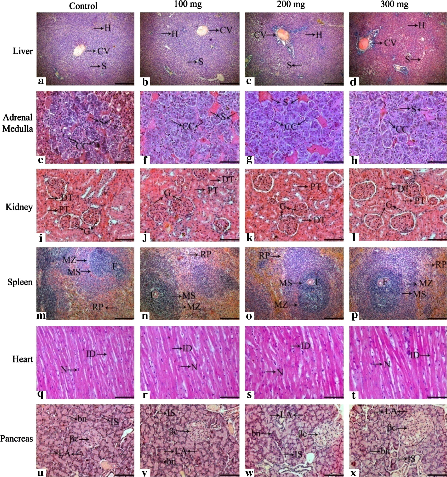 Histoarchitecture of the vital organs of female rats of vehicle treated control and following treatment with Caesalpinia bonducella seed extract at the doses 100, 200, 300 mg/kg b.wt for 10 days. Abbreviation-CV-central vein, H-hepatocyte, S-sinusoids, CC-chromaffin cell, G-glomerulus, DT-distal tubule, PT-proximal tubule, RP-red Pulp, F-follicle, MZ-marginal zone, MS-marginal sinus, ID-intercalated disk, N-nucleus, βc-beta cells, bn-basal nucleus, IS-interlobular septa, LA-lobular acini.