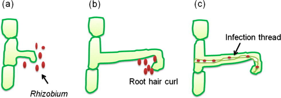 The nodulation process (a) Interaction of rhizobial rhicadhesin with host lectins and rhizobial attachment with root cells. (b) Excretion of nod factors by rhizobia causes root hair curling. (c) Rhizobia penetrate root hair and form an infection thread through which they penetrate the cortical cells and form bacteroid state thereby nodules are formed.