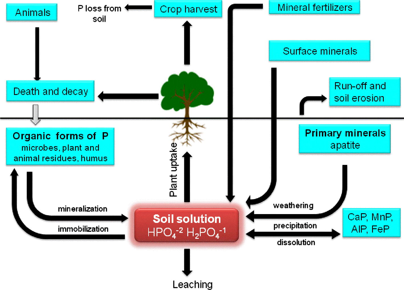 Movement of phosphorus in soils.