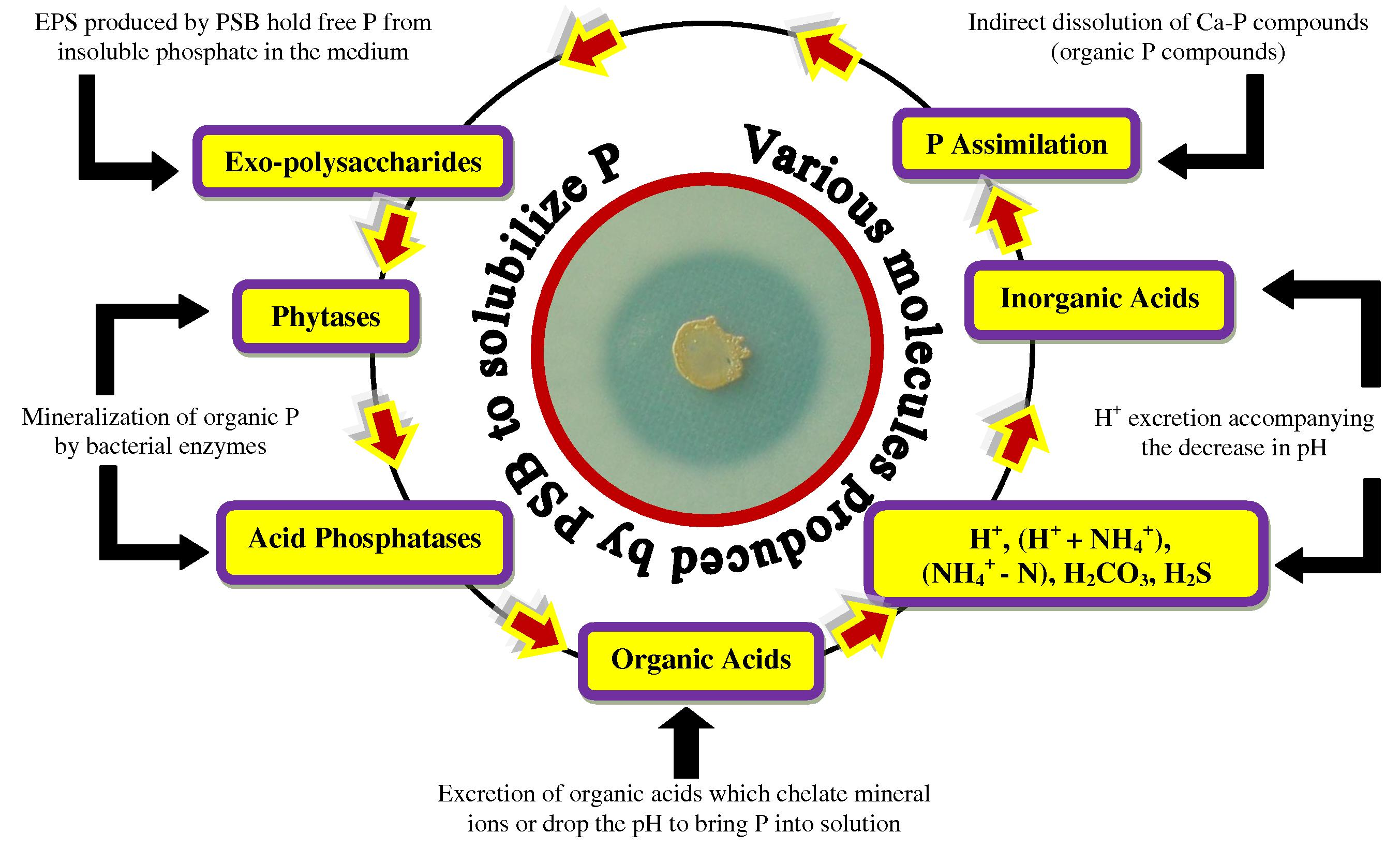 Various organic/inorganic substances produced by PSB responsible for phosphate solubilization in soils.