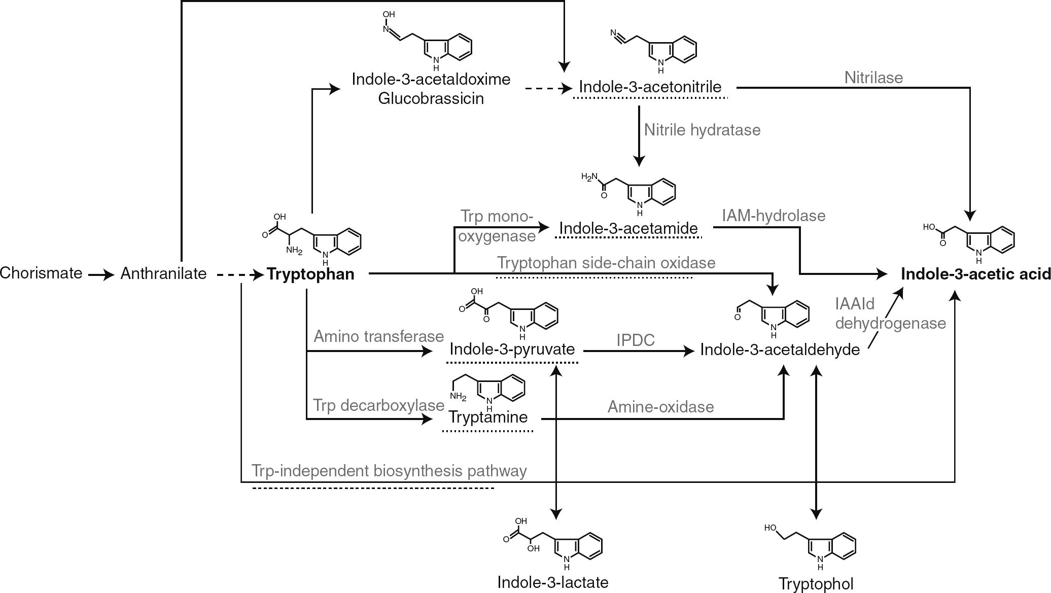 Overview of the different pathways to synthesize IAA in bacteria. The intermediate referring to the name of the pathway or the pathway itself is underlined with a dashed line. IAAld, indole-3-acetaldehyde; IAM, indole-3-acetamide; IPDC, indole-3-pyruvate decarboxylase; Trp, tryptophan (Adapted from Spaepen et al. (2007)).