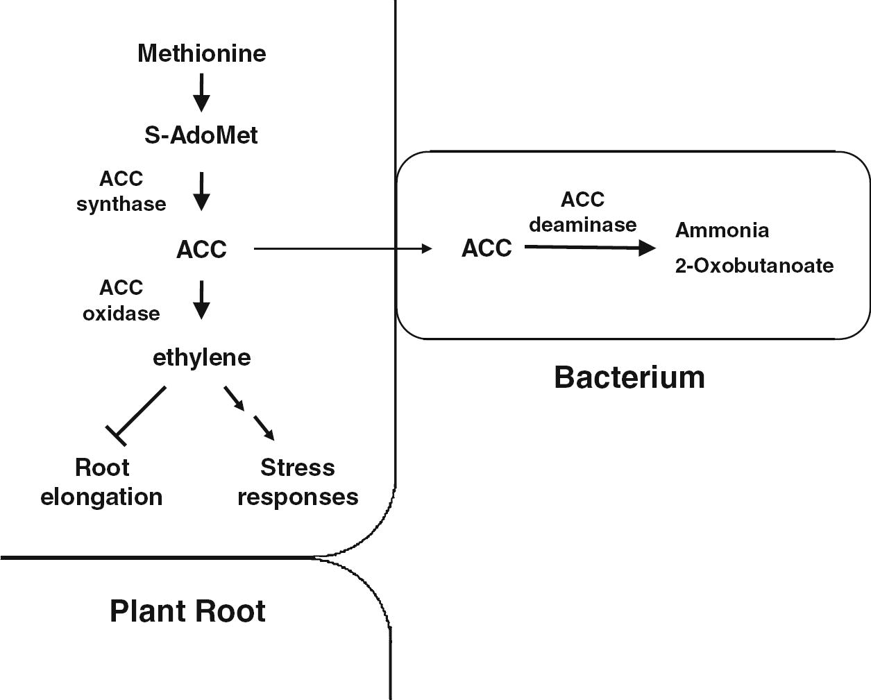 A possible mechanism of how stress controller bacteria reduce ethylene levels in the plant root using bacterial ACC deaminase. ACC synthesized in plant tissues by ACC synthase is thought be exuded from plant roots and be taken up by neighboring bacteria. Subsequently, the bacteria hydrolyze ACC to ammonia and 2-oxobutanoate. This ACC hydrolysis maintains ACC concentrations low in bacteria and permits continuous ACC transfer from plant roots to bacteria. Otherwise, ethylene can be produced from ACC and then cause stress responses including growth inhibition. S-AdoMet: S-adenosyl-l-methionine; ACC: 1-aminocyclopropane-1-carboxylate (Adapted from Kang et al. (2010)).