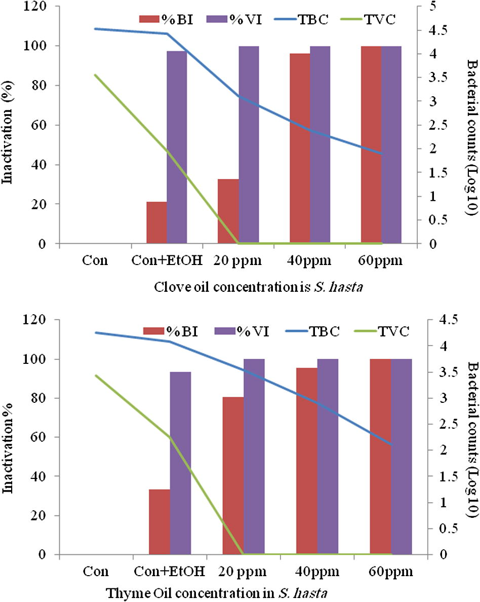 Surface swab from S. hasta for total bacterial and vibrio (log10) counts (TBC and TVC) and their percent inactivation after treatment with clove oil (top) and thyme oil (bottom).