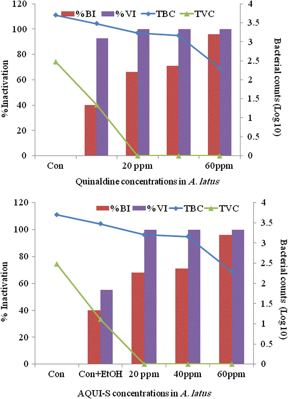 Surface swab from A. latus for total bacterial and vibrio (log10) counts (TBC and TVC) and their percent inactivation after treatment with quinaldine (top) and AQUI-S (bottom).