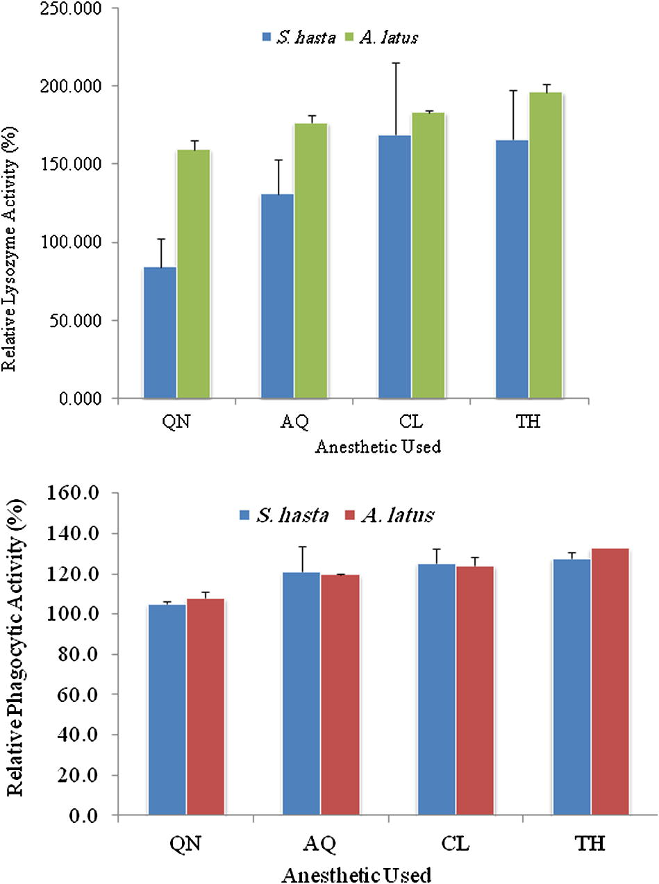 Relative lysozyme activity (top) and relative phagocytic activity (bottom) in S. hasta and A. latus after treatment with different anaesthetics.