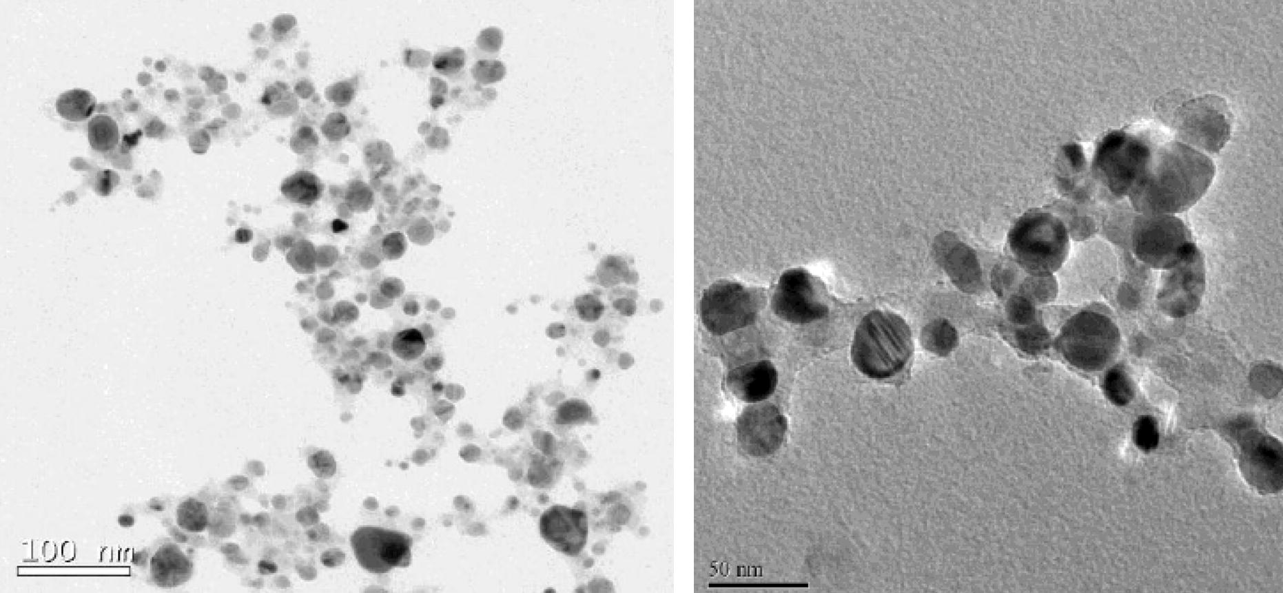 Spherical nanoparticles of fairly uniform (spherical) shape, but different, sizes formed by the extracts of ipomoea leaves (left) and of stem (right).