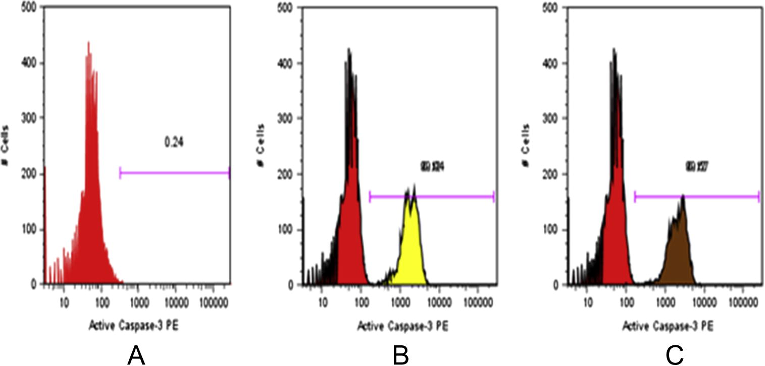 Flow Cytometric analysis of activation of Caspase-3 in cervical cancer cell lines (SiHa). (A), control untreated cells. (B), cells treated with MEML. (C), cells treated with MEMB.