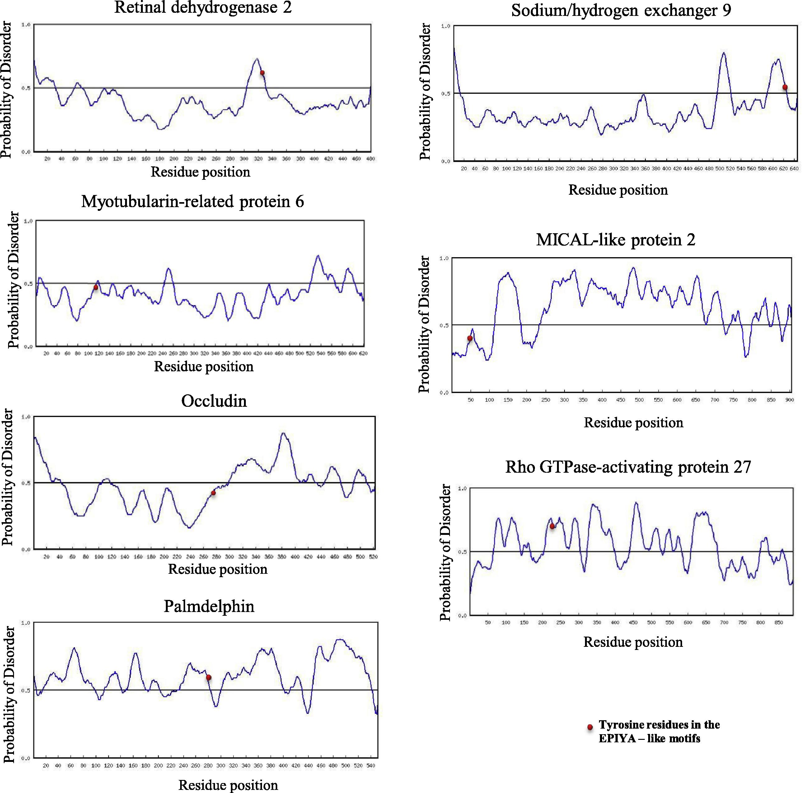 Structure disorder prediction of mammalian proteins which contain functional EPIYA-like motifs.