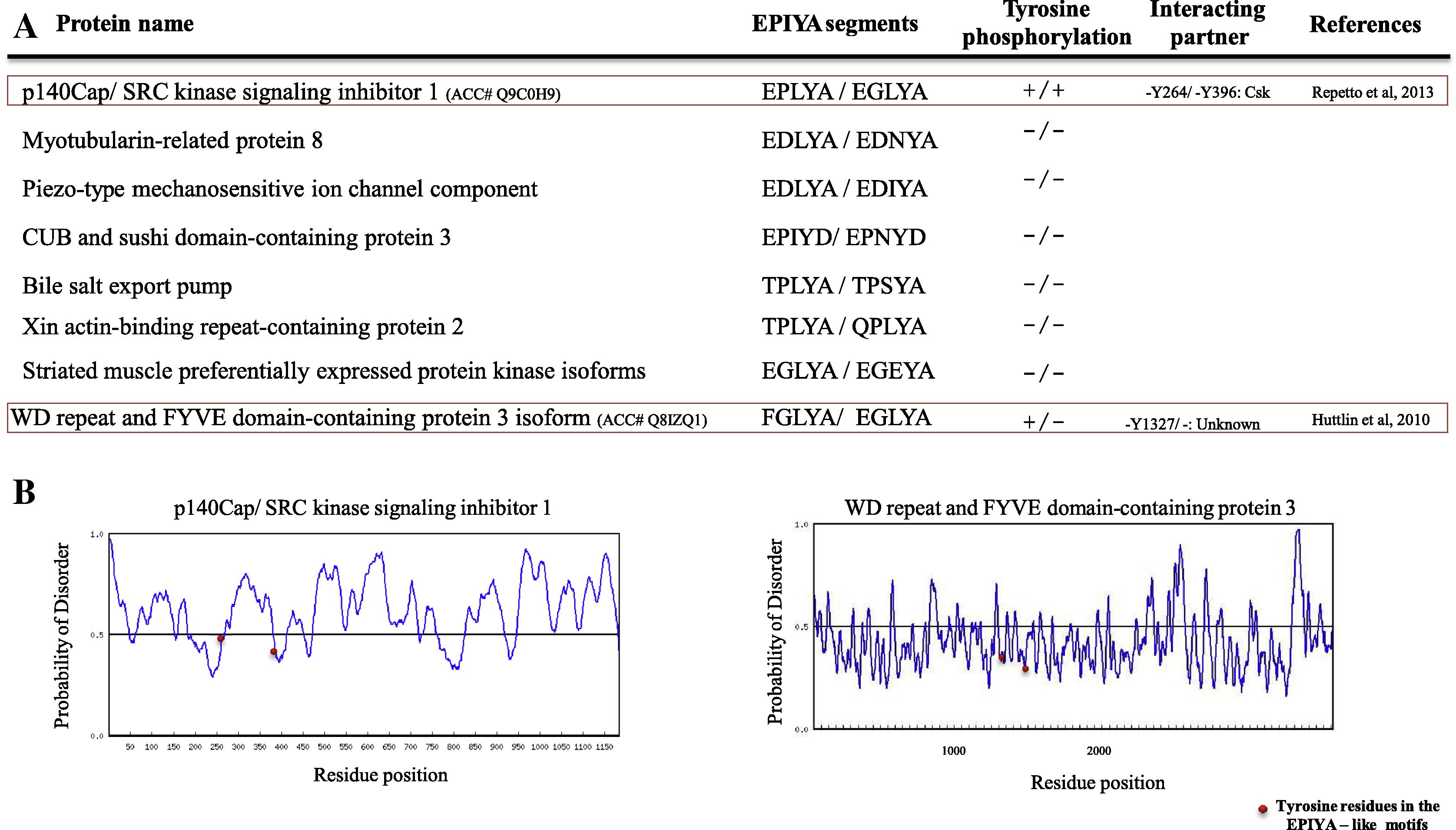 (A) List of human proteins which contain double EPIYA-like motif. (B) Structure disorder prediction of mammalian proteins with double EPIYA like motifs. (See above-mentioned references for further information.)