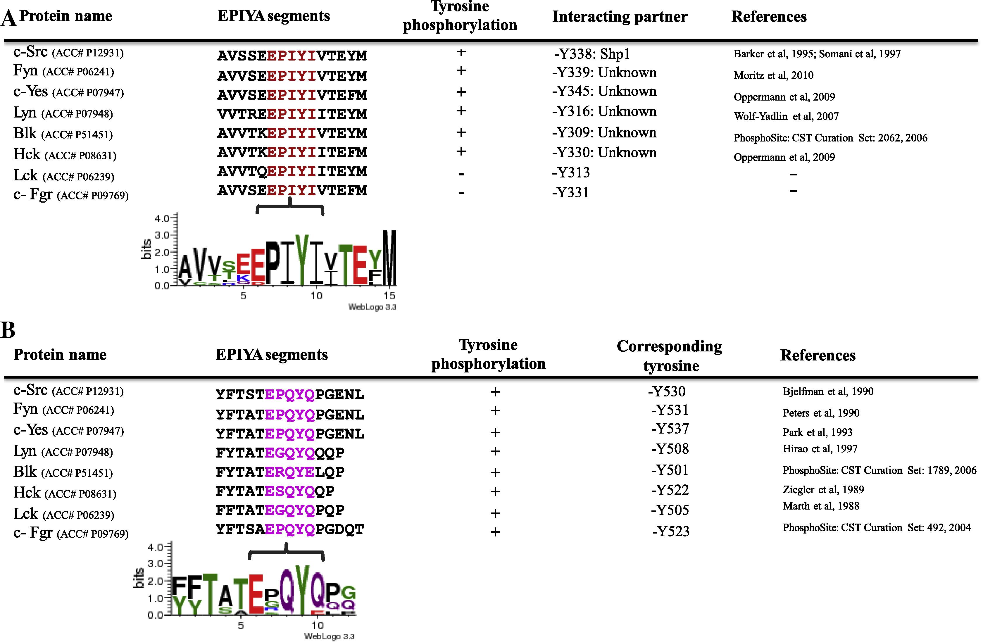 (A and B) The presence of two EPIYA-like motifs (EPIYI and EPQYQ) in SFK members. (See above-mentioned references for further information.)