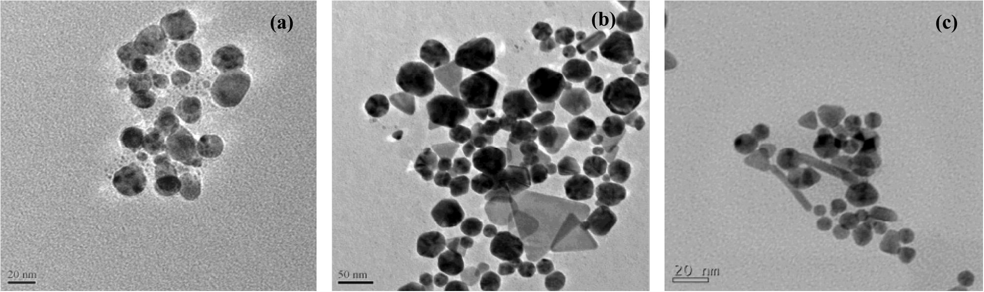 Transmission electron micrographs of GNPs formed with the leaf extract (a), steam extract (b), and root extract (c) of ipomoea.