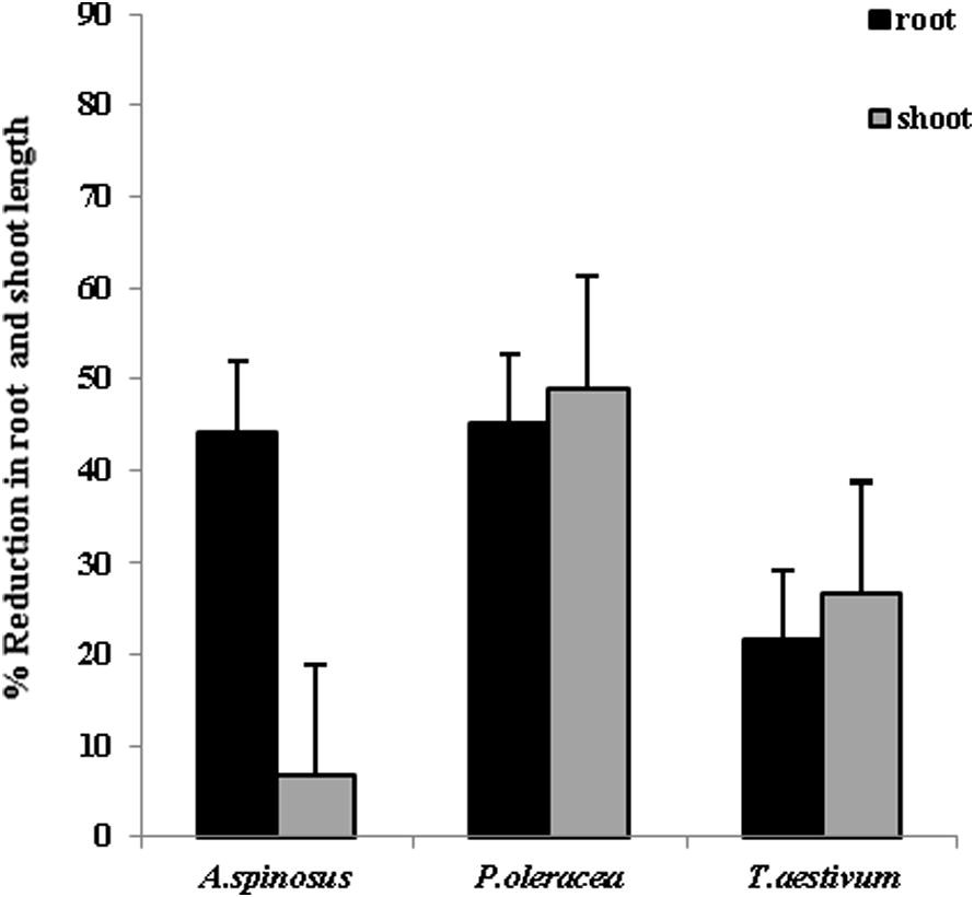 Percentage reduction in root length and shoot length of spiny amaranth, pigweed and wheat seedlings in contact seedling assay (n = 3).