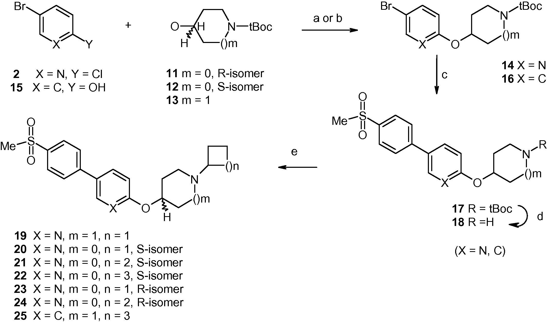 Reagents and conditions: for compound 14: (a) (i) compounds 11–13, 60%NaH, NMP, 0 °C to room temperature; (ii) compound 2, 90 °C, overnight, 50–60%; for compound 16: (b) PPh3, 40% DEAD in toluene, THF, 0 °C to room temperature, overnight, 60%; (c) 4-(methylsulfonyl)benzeneboronic acid, 4-(Pd(PPh3)4, 2 M aq. Na2CO3, toluene, EtOH, 95–100 °C, 6–8 h, 50–60% (d) 4 N HCl in dioxane, room temperature, 90–95%; (e) (i) cyclic ketone, gl. AcOH (catalytic), CH2Cl2, 0 °C, 30 min; (ii) sodium acetoxyborohydride, 0 °C to room temperature, 4–6 h, 50–60%.