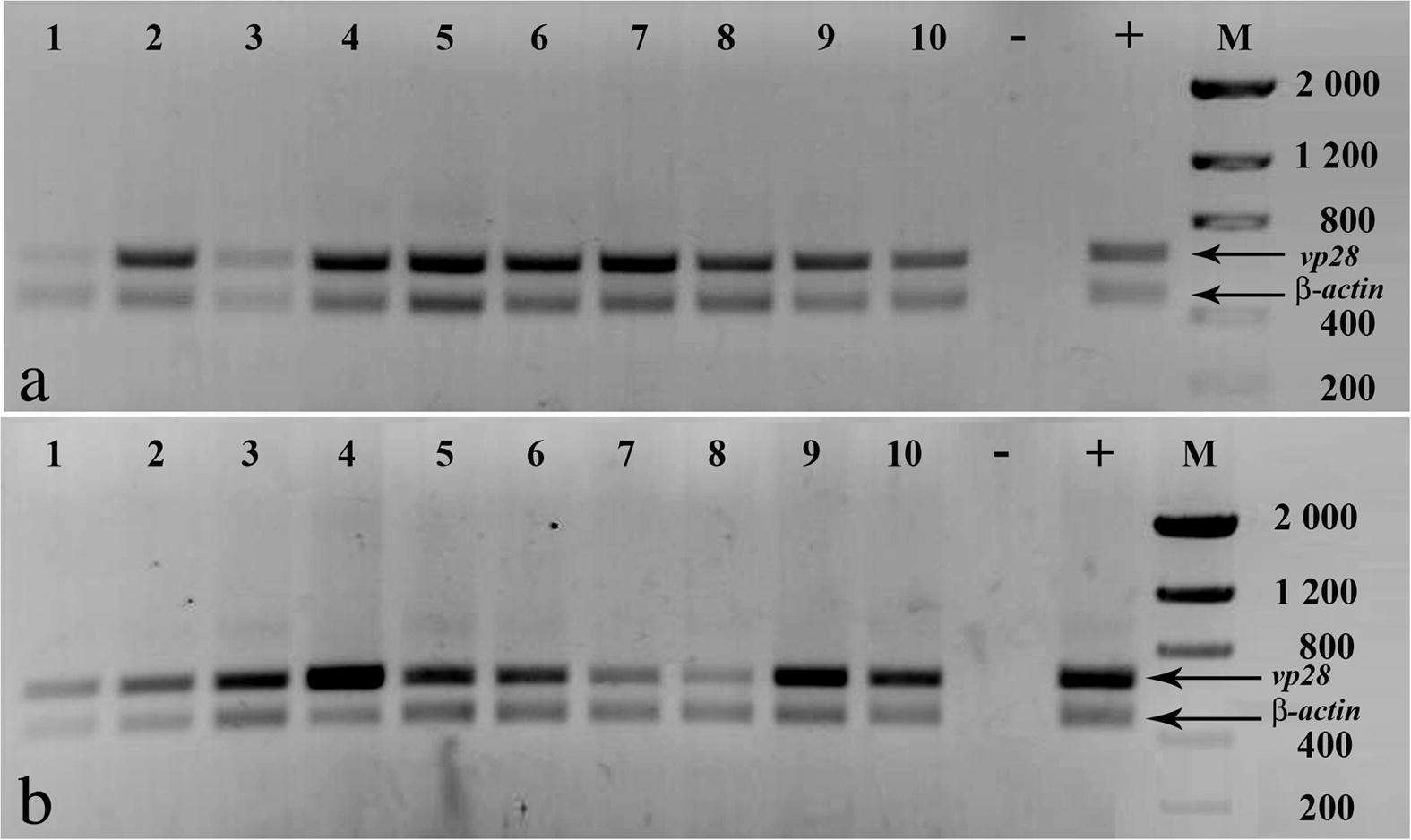 PCR analyses of moribund and dead shrimp in (a) mock-treated, and (b) LacZ dsRNA groups. Amplification of shrimp β-actin was done as internal control. Negative control (−), WSSV positive control (+), molecular weight marker (M) size in base pairs.