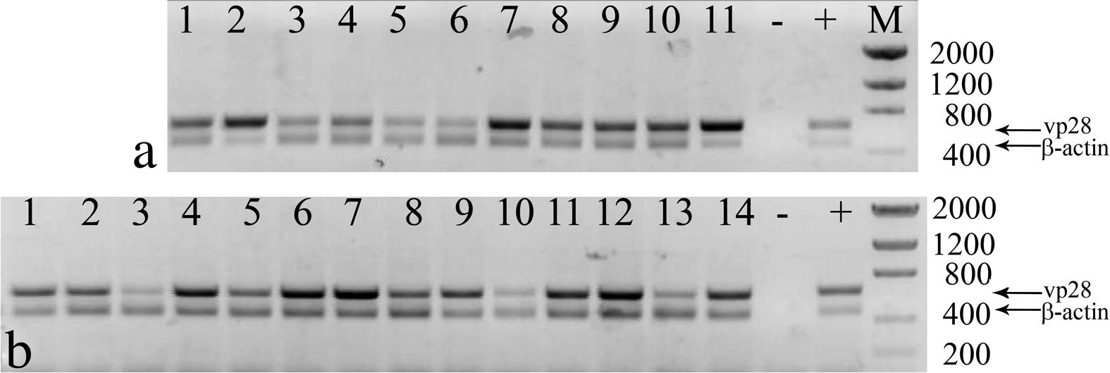 PCR analyses of moribund and dead shrimp treated with dsRNA against WSSV genes. (a) WSSV-positive shrimp treated with dsRNA against vp28 (lanes 1 and 2), orf89 (lanes 3–5) and vp26 (lanes 6–11). (b) WSSV-positive shrimp treated with wsv191 dsRNA. Amplification of shrimp β-actin was done as internal control. Negative control (−), WSSV positive control (+), molecular weight marker (M) size in base pairs.