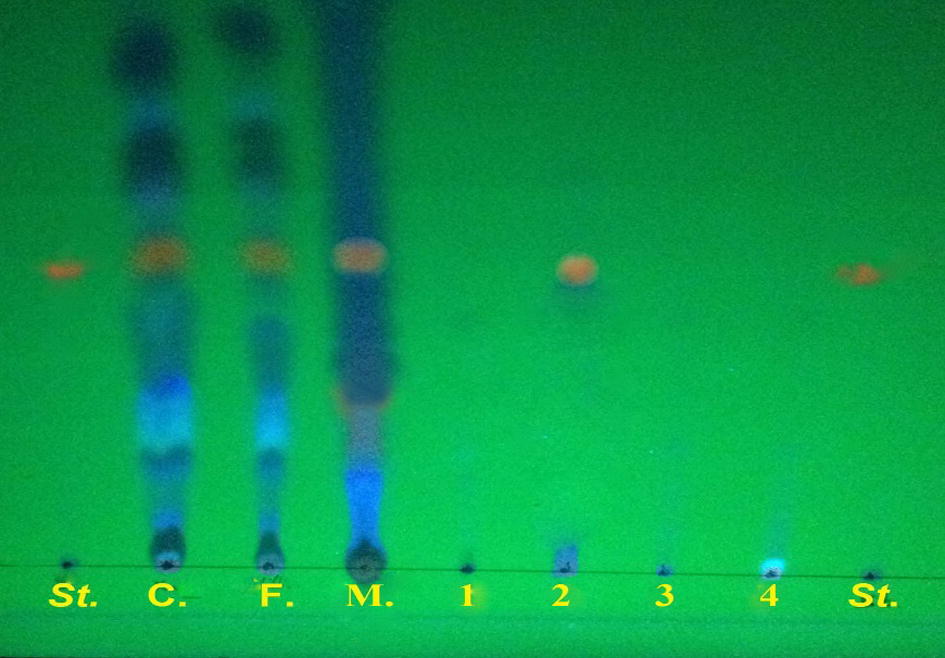 Detection of the gliotoxin by TLC plate, St: standard gliotoxin C: crude extract F: filtered extract by millipore filters 0.45 μm, M: methylene chloride 1: hexane 2: ethyl acetate 3: chloroform 4: methanol.